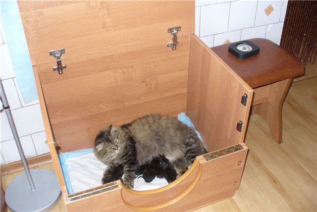 Для котят домики Для котят домики